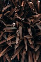 brown plant leaves in autumn season, brown background photo