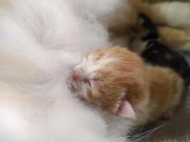 One day a baby kitten was suckling from its mother photo