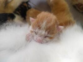 uno día un bebé gatito estaba mamón desde sus madre foto