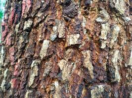 Bark pattern is seamless texture from tree. For background wood work, Bark of brown hardwood, thick bark hardwood, residential house wood. nature, trunk, tree, bark, hardwood, trunk, tree, trunk photo