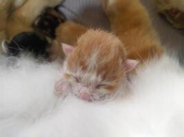 One day a baby kitten was suckling from its mother photo