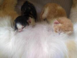 One day a baby kitten was suckling from its mother photo