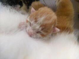 One day a baby kitten was suckling from its mother photo