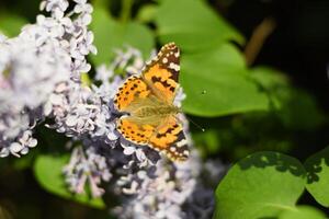 mariposa vanessa cardui en lila flores polinización floreciente lilas. foto