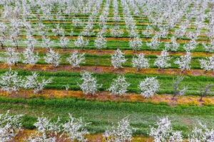 Blossoming young plum garden, top view. Span of the drone over the plum blooming garden. photo