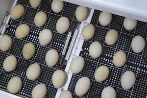 The eggs of a musky duck lying in an incubator. photo