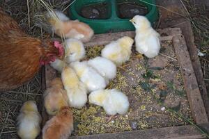 Chicken mother with chickens photo