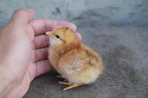 Chicken in a palm photo