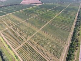 Rows of trees in the garden. Aerophotographing, top view. photo