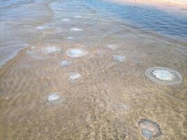 Dead jellyfish in the shallow waters of seashore. Jellyfish Rhizostomeae photo