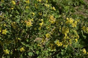 floración grosella arbusto oro. foto