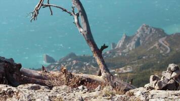 Lonely tree and city below. Shot. Beautiful view mountains with old tree, cloudy sky. Beautiful colorful landscape in summer video