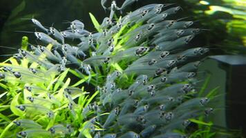 oceanarium vissen en aquatisch planten in aquarium. een oceanarium is een marinier zoogdier park presenteren een oceaan leefgebied met marinier dieren. video