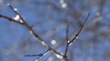 Water drops falling down of a little snowflakes melting in the branches of a tree. Spring background. Spring bright landscape close up video