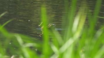 wild Ente Schwimmen im das Teich. Stockente wild Ente, anas platyrhynchos schwebend auf ein See. wild Ente mit Tropfen von Wasser video