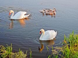 Swans swim in the pond. Family of swans. photo