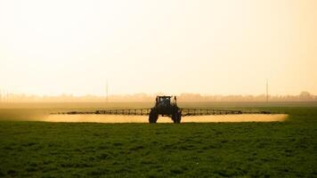 tractor en el puesta de sol antecedentes. tractor con alto ruedas es haciendo fertilizante en joven trigo. foto