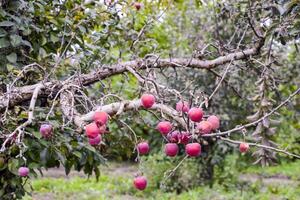 Apple orchard. Rows of trees and the fruit of the ground under t photo