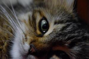 Muzzle of a striped cat. Domestic cat. photo