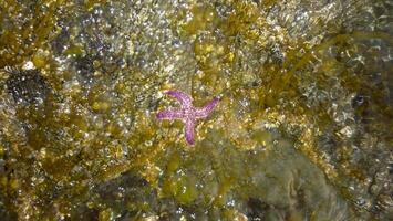 estrella de mar en el agua. equinodermos molusco. ave marina foto