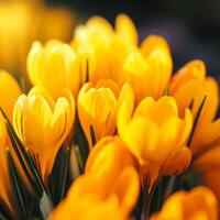 AI generated African American man covers eyes with two orange gerberas photo