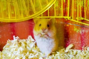 Hamster home in keeping in captivity. Hamster in sawdust. Red hamster photo