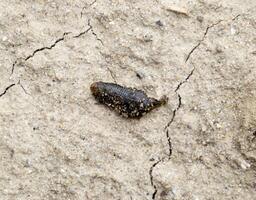 small leech crawls over bare soil in search of moisture. photo