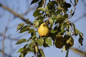 Ripe pears hang on branches of a tree. Late autumn in the garden, late varieties of pears. photo