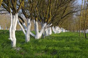 Whitewashed tree trunks along the road. Apricots along route with a green meadow and whitewashed boles. photo