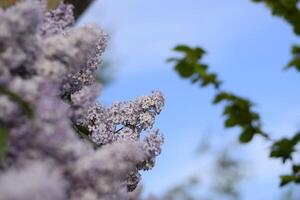 flores floreciente lila. hermosa púrpura lila flores al aire libre. foto