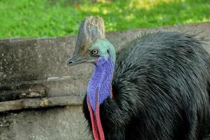 Cassowary showing up her beauty photo