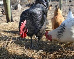 Hens in the yard of a hen house photo