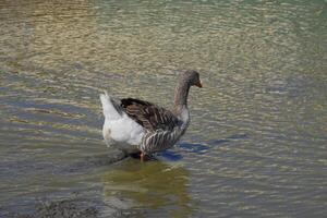 The gray goose is domestic. Homemade gray goose. Homemade geese in an artificial pond photo