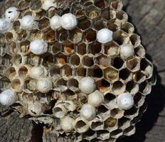 Wasp nest lying on a tree stump. photo