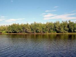 River landscape. Northern reindeer in summer forest. The sky, gr photo