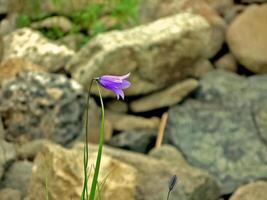 Violet flowers in the tundra. Summer meadow in the taiga. photo