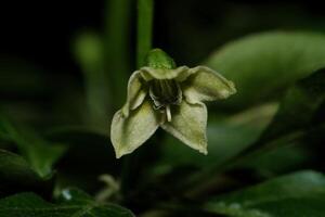 bird's eye chili flower photo