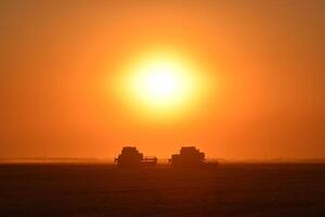 Harvesting by combines at sunset. photo