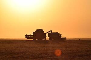 Harvesting by combines at sunset. photo