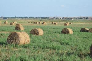Haystacks in the field photo
