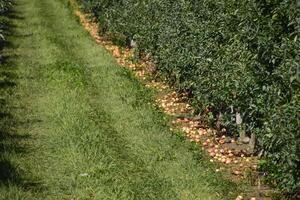 Apple orchard. Rows of trees and the fruit of the ground under t photo