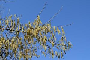 Flowering hazel hazelnut photo