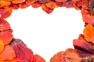 otoño rojo folletos de cotino coggygria en un blanco antecedentes en el forma de corazón. copyspace de otoño hojas. foto