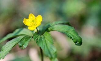 Buttercup close up photo