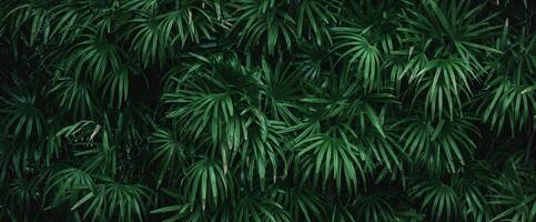 cerrar el fondo de textura de hoja verde foto