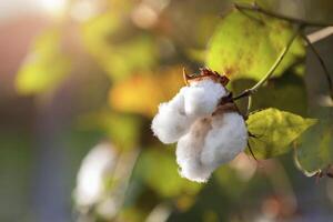 close up ripe cotton on tree photo