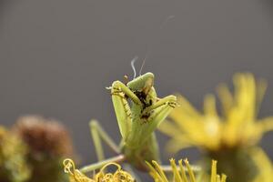 The female praying mantis devouring wasp photo