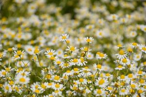 Chamomile flowers. Pharmaceutical camomile. Medicinal plant chamomile, flowering. photo