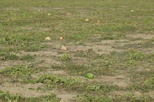 An abandoned field of watermelons and melons. Rotten watermelons. Remains of the harvest of melons. Rotting vegetables on the field. photo