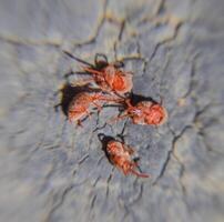 cerca arriba macro rojo terciopelo Pizca o trombidiidae foto